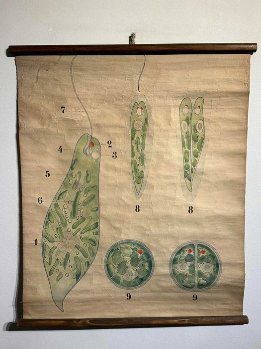 Соц Учебни Плакати Постери Ботаника