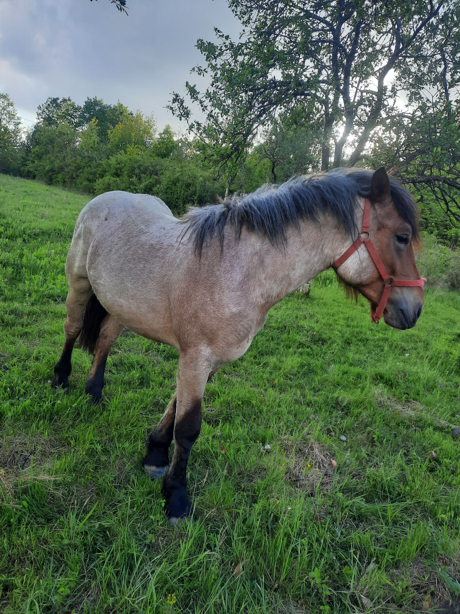 Vând mânz sau schimb cu mânză sau iapă plus diferență unde este cazul