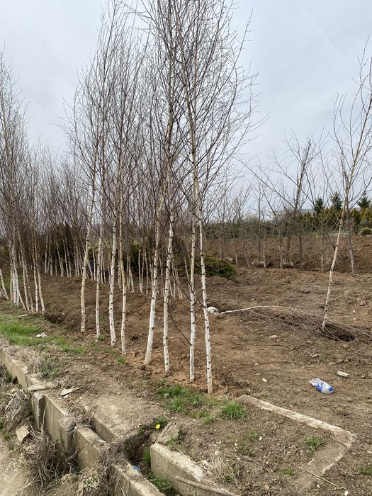 Mesteacan alb si tei