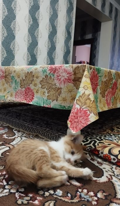 Отдам котенка в хорошие руки