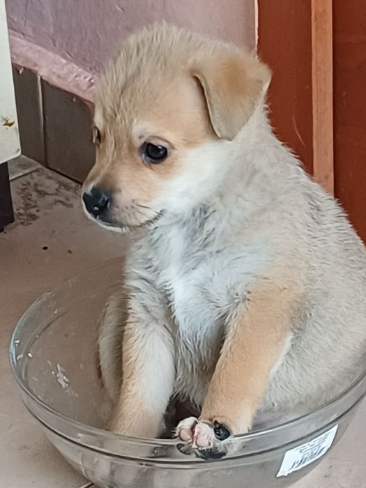 Сладурки търсят дом