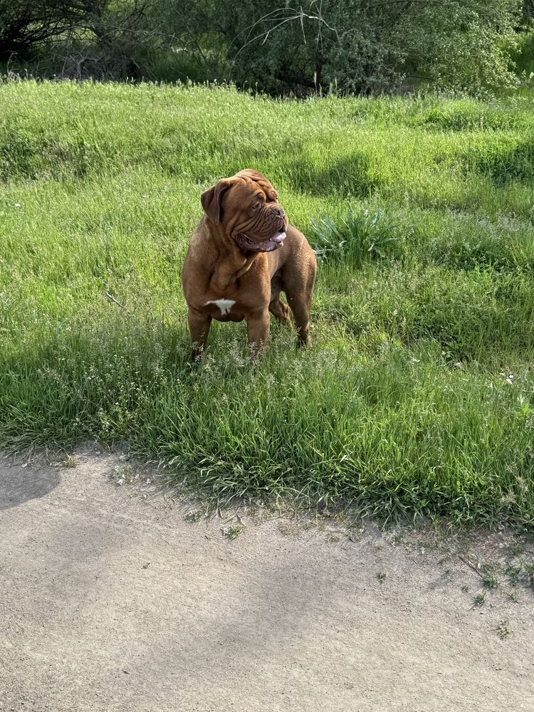 Дог от Бордо / Dogue de bordeaux