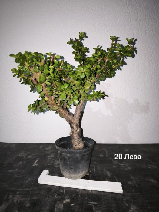 Портулакария Афра