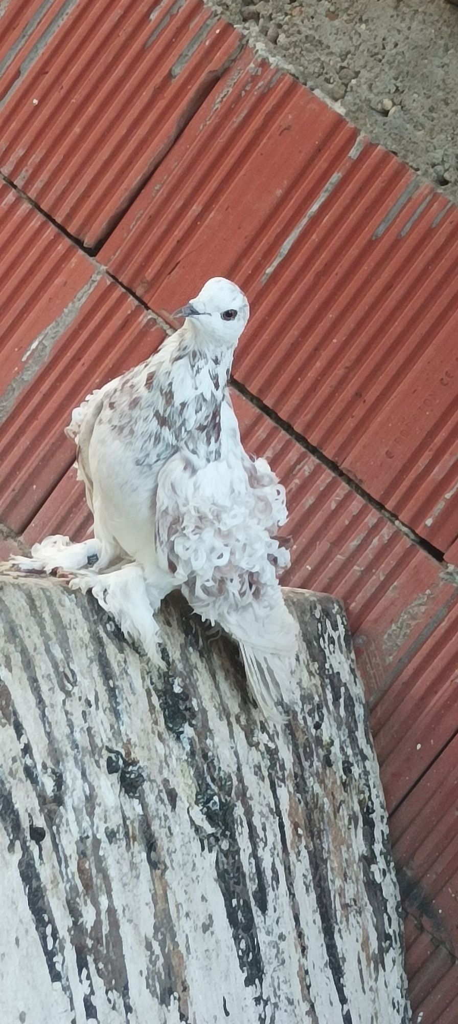 Porumbiță creț maghiar