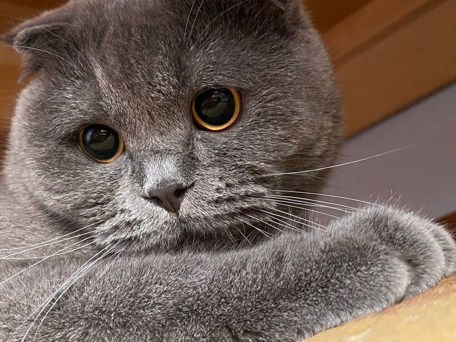 Шотландский веслоухий кот по имени Марсель
