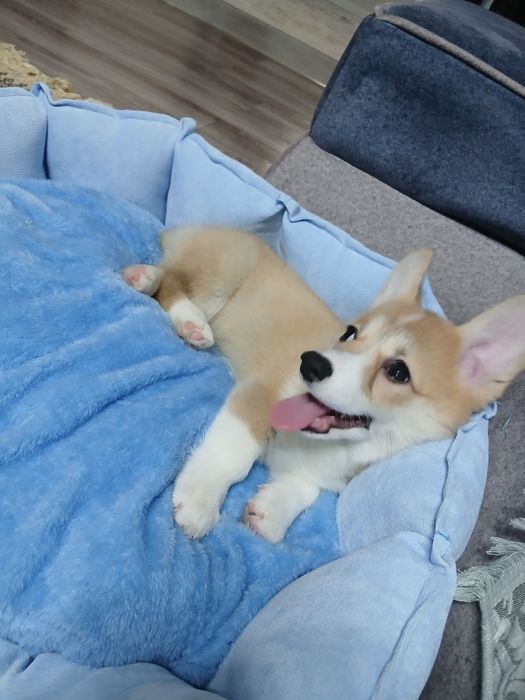 Продаю щенка Корги 3 месяца