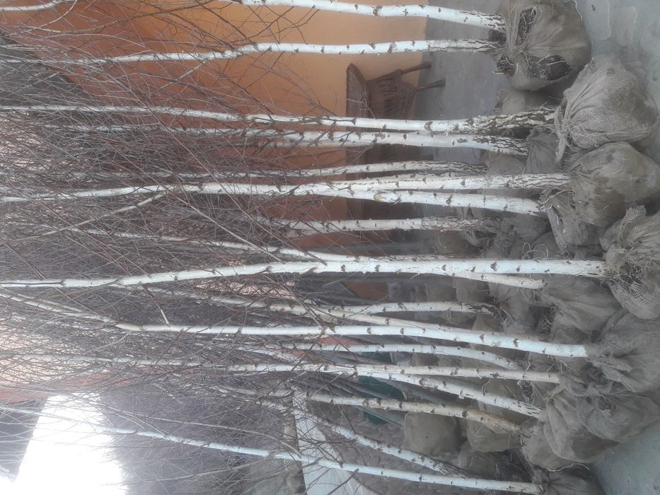 Vindem mesteacăn tei platan stejar frasin plop etc
