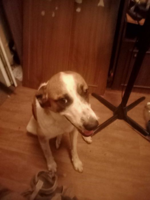 Отдам собаку в частный дом