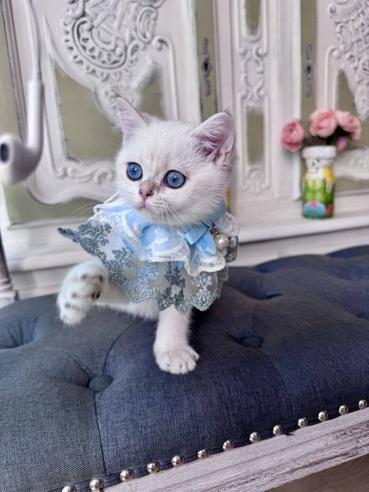 Scottish fold si scottish straight