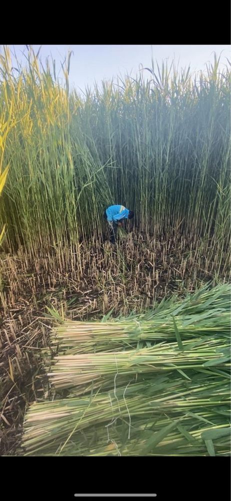 Қамыс бау бар бағысы 250 дан каладан калаға жеткізу бар жеткізу тегін