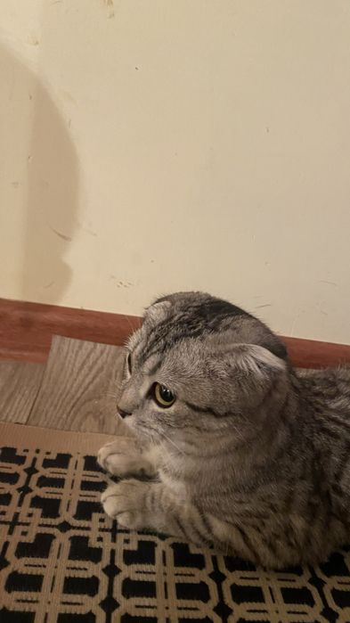 Котёнок шотлаский