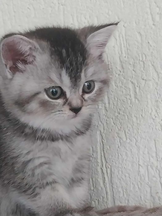 Pisicute puiuti british