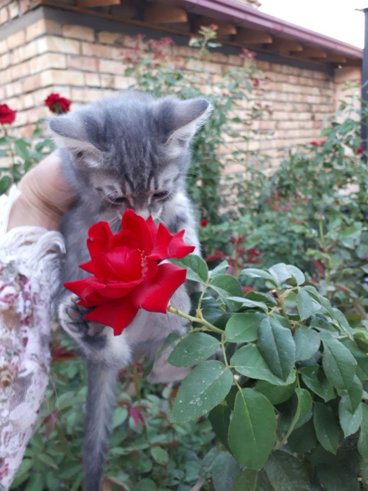Котята ждут своего человека!