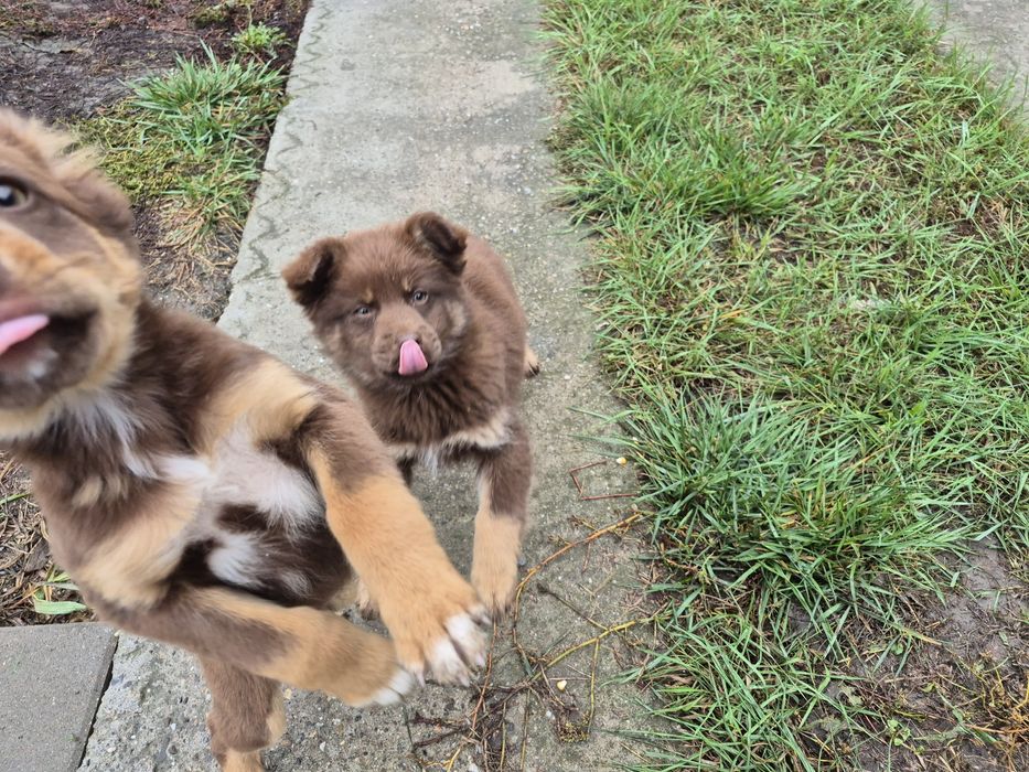 Donez căței talie mică