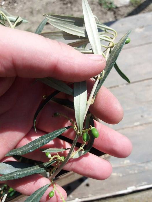 Маслина- налични 2 сорта