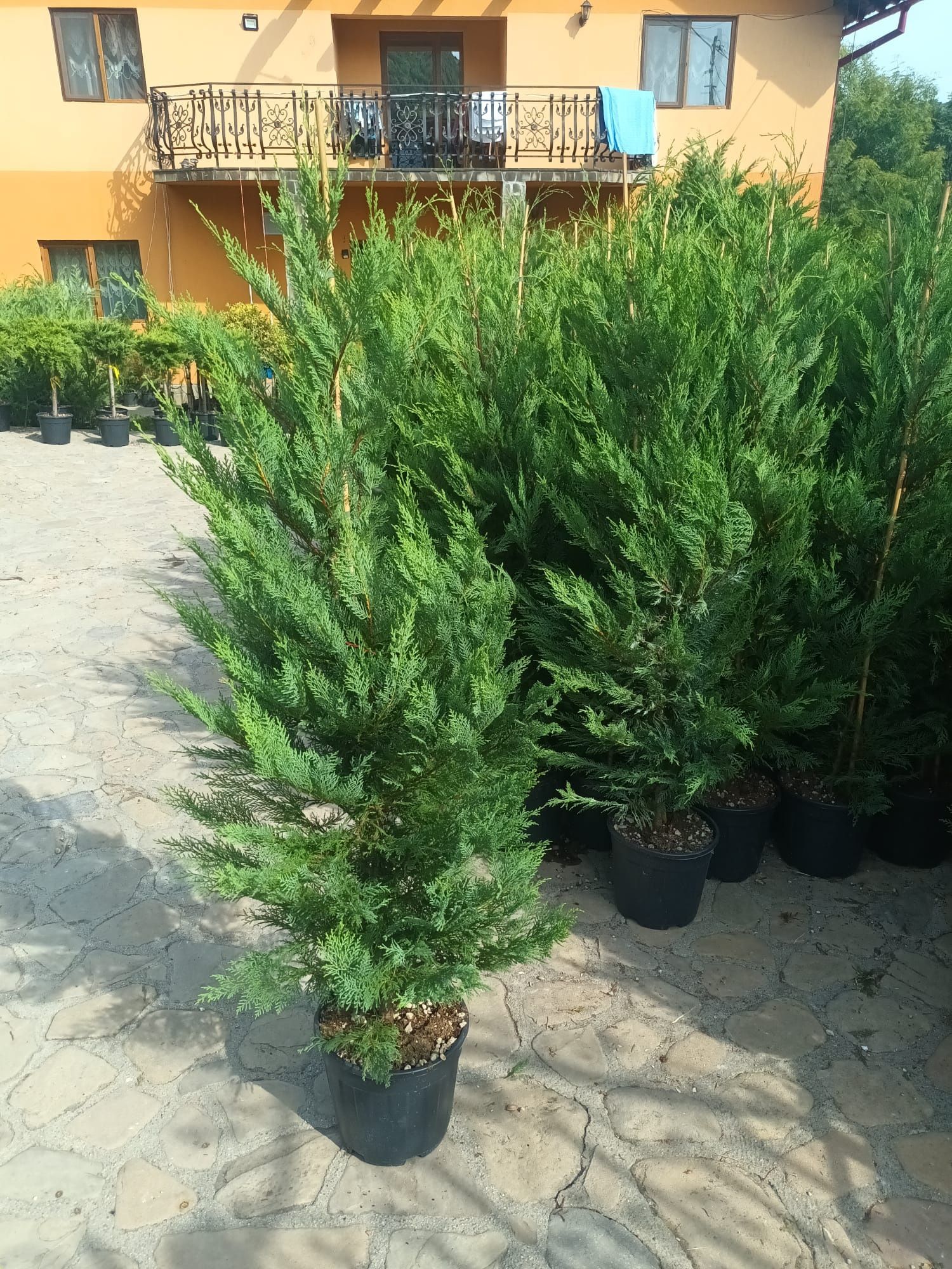 Vând plantă naturală chiparos leylandii talie medie