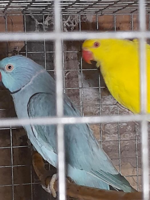 Papagali Micul Alexandru