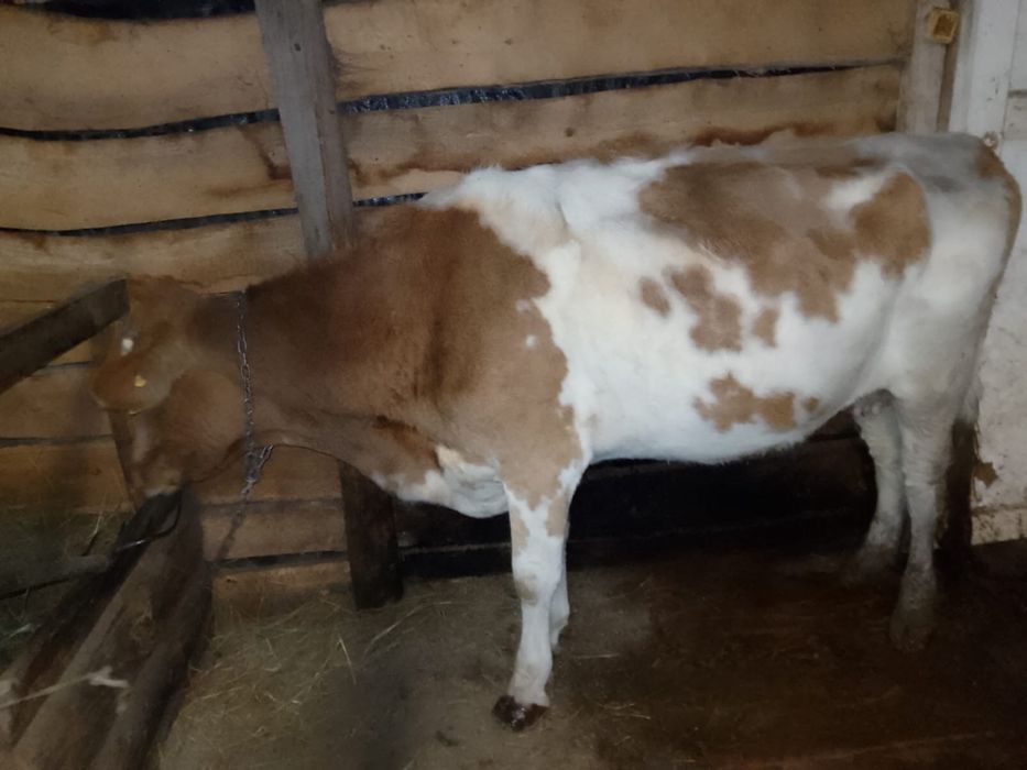 Продам корову