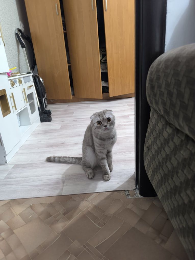 Кошка.отдам.даром