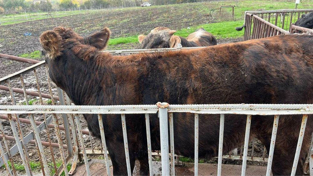 Женски телета месодайни