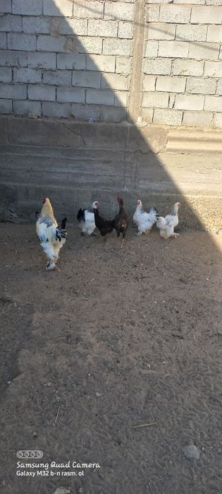 Svetli bramma sotila  1 ta xòroz 3 ta tovuq