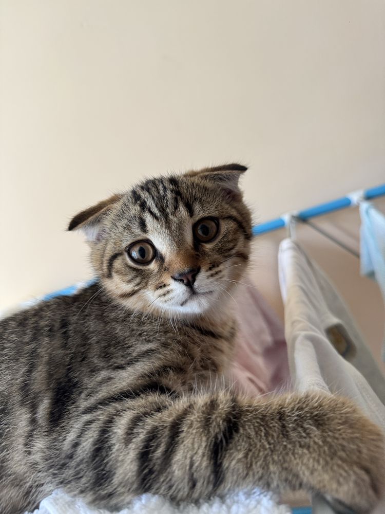 Шотладский вислоухий котенок