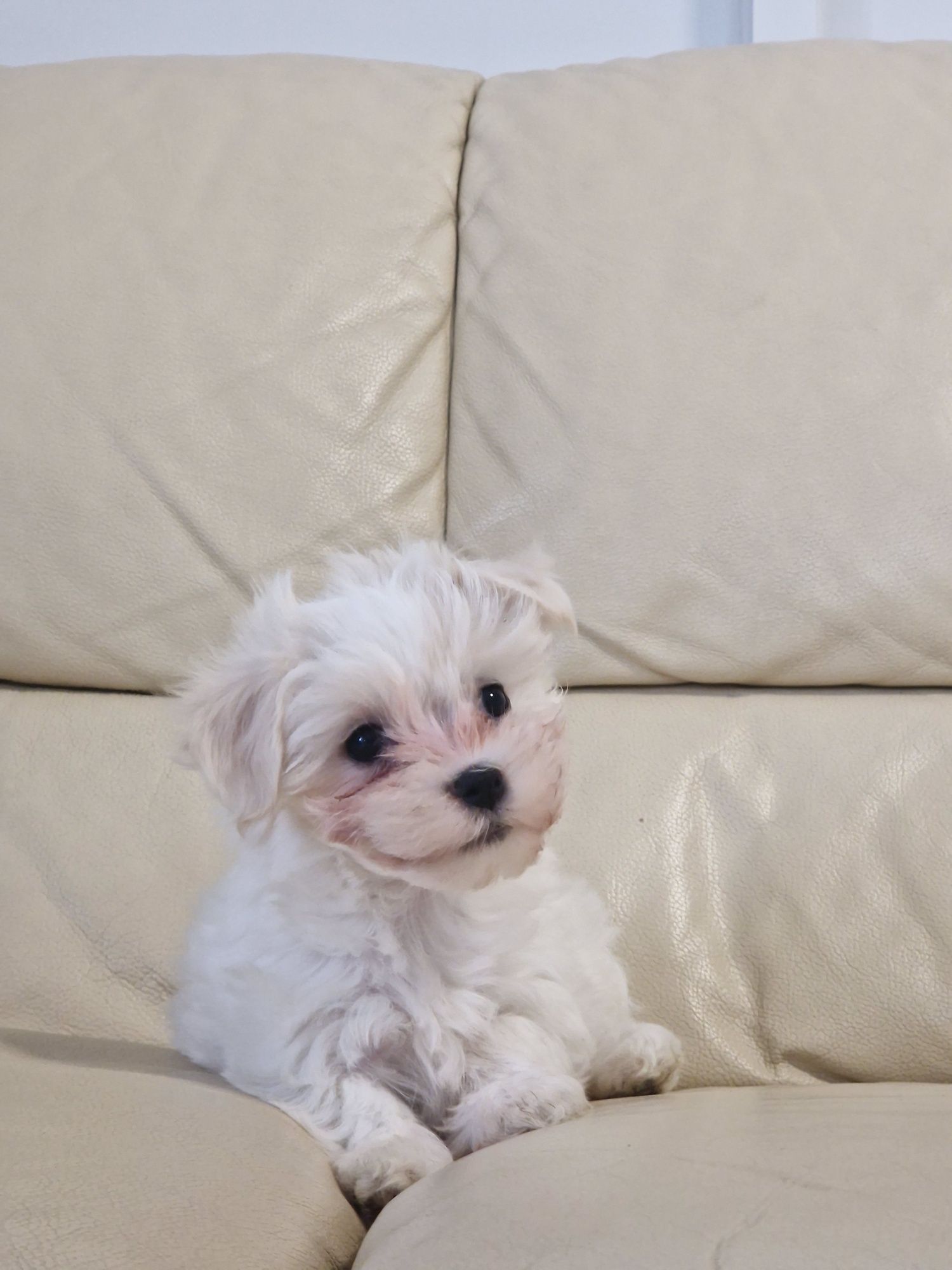 Bichon Maltez rasa pura