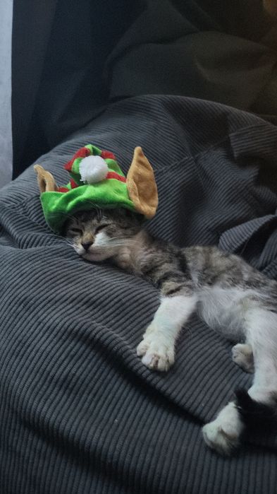 Urgent pisic de 2 luni