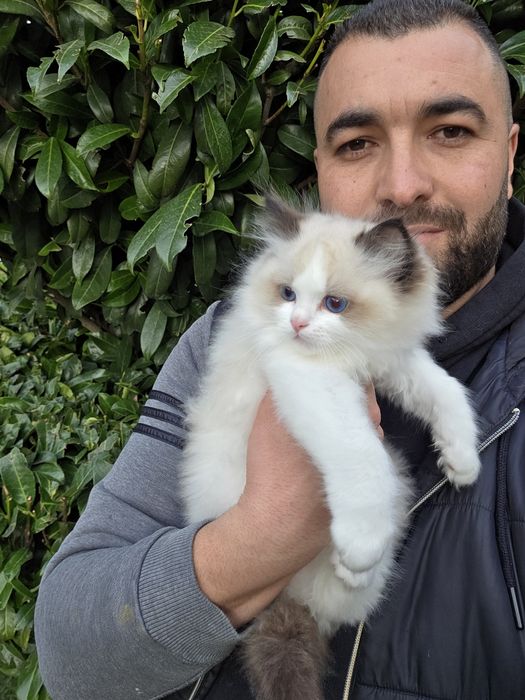 РАГДОЛ/РЕГДОЛ/REGDOL На три месеца женски и мъжки с родословие