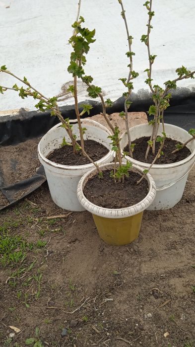 Продам саженцы чёрной смородины Голубка