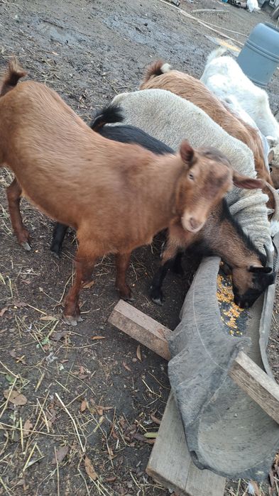 Schimb capre/iede cu oi