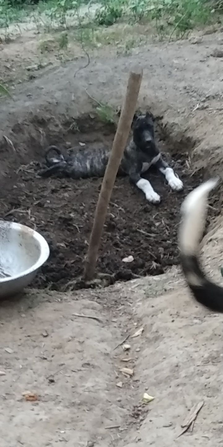 Алабай+ дог бойцовый сторож охрана