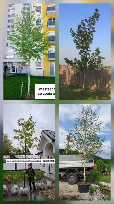 Mesteacan alb,tei argintiu,frasin,stejar,paltin,carpen,artar verde