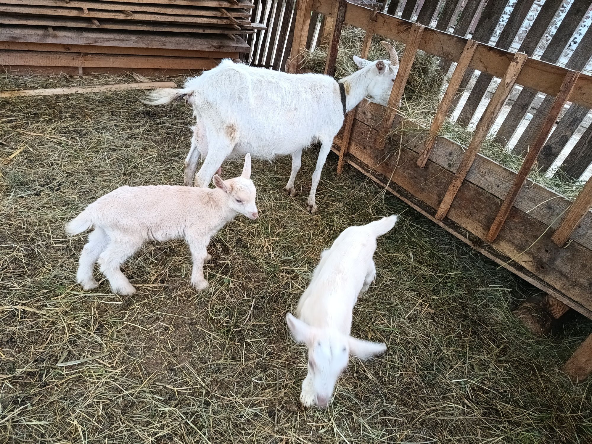 Tapisor metis alpin cu sannen