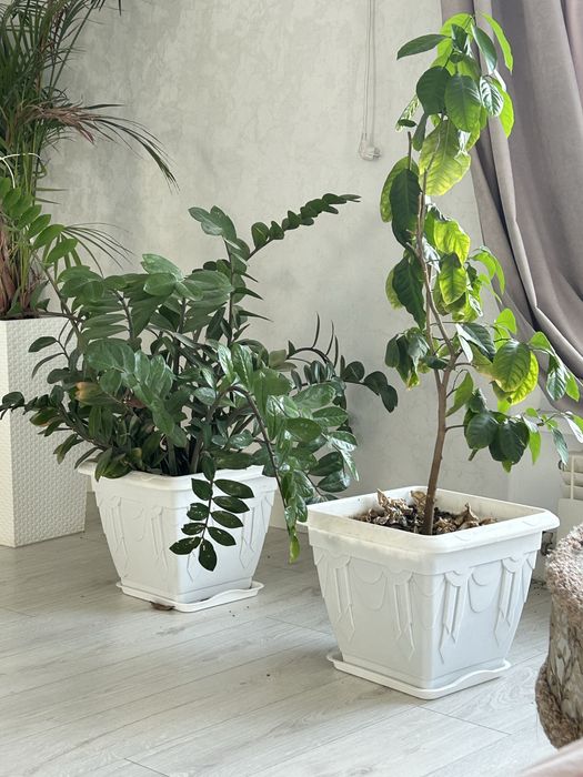 Продам цветы комнатные большие