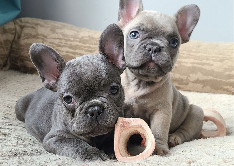 Bulldog francez mascul