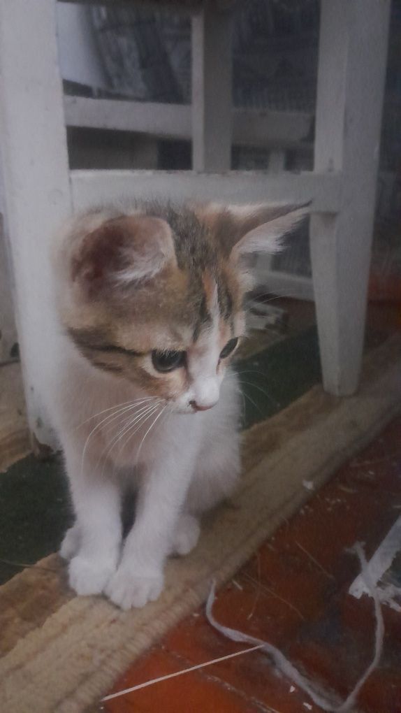 Котенок в добрые руки