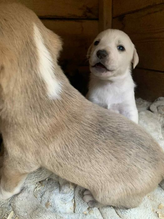 Spre adopție cățeluși patru saptamani