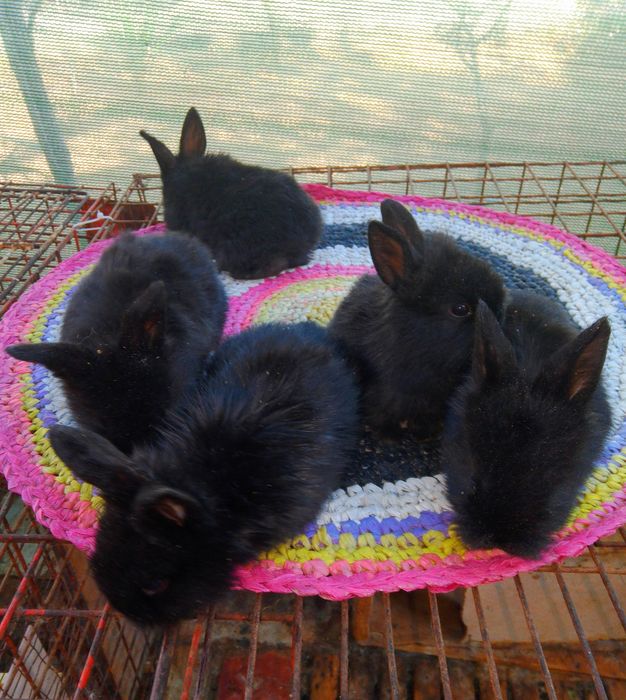 Karlik baran quyon bollar