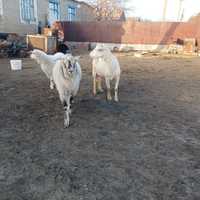 Продам коз и козлят(девочка и мальчик)