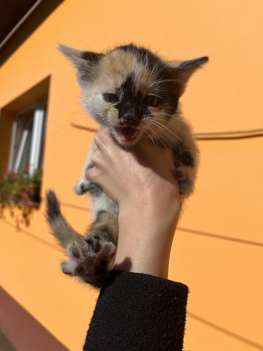 Donez 4 puiuti de pisica de 6 saptamani