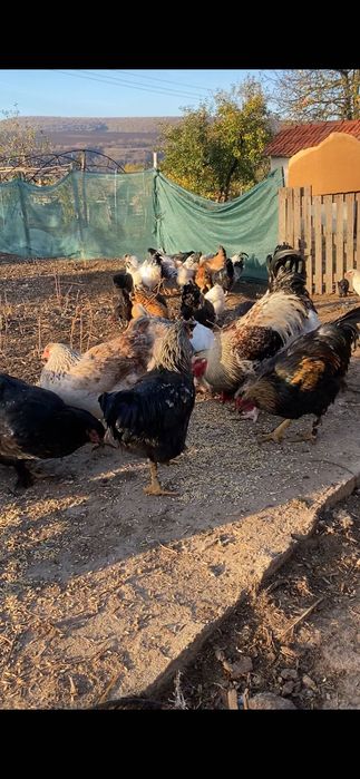 Продавам домашни петли