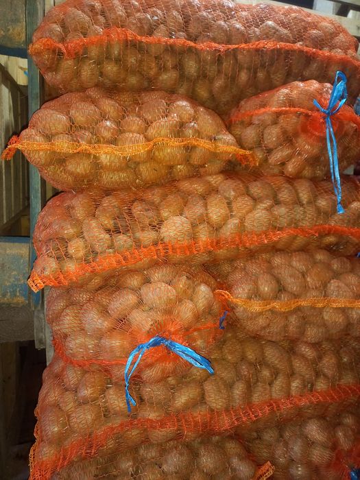 Cartofi de sămânța belarosa 1.80 calibrul 35...45