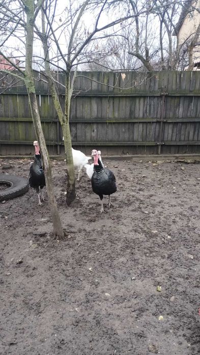 Vand curcani de casa