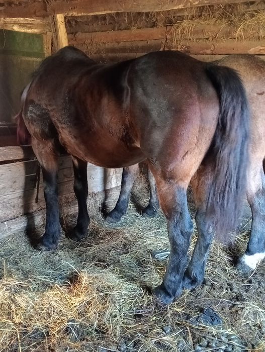 Vând iapa garantata de pădure de orice