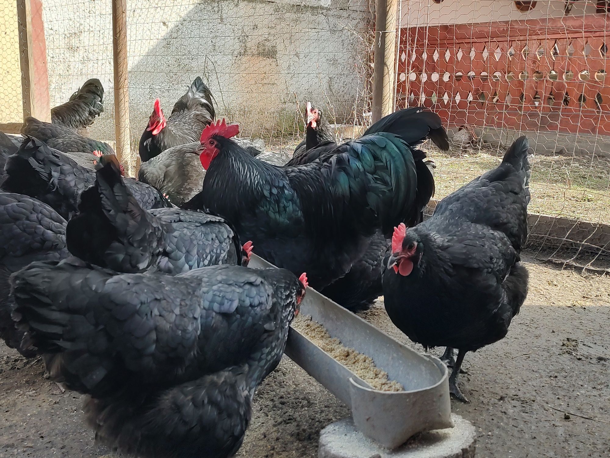 Ouă incubat Australorp negru