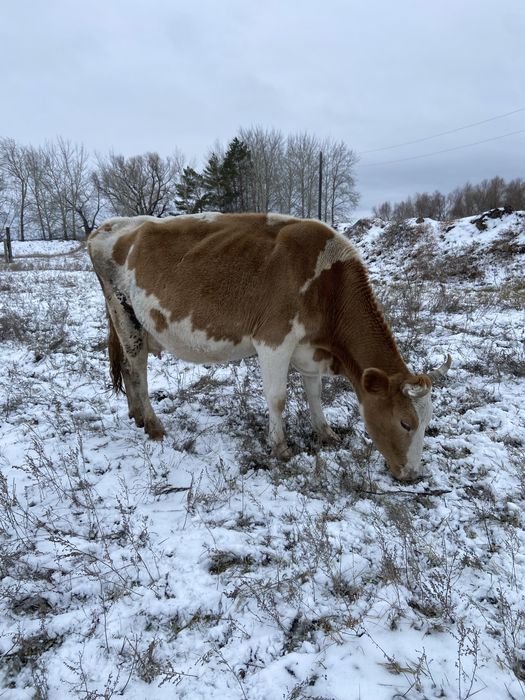 Продам дойную корову 7 лет