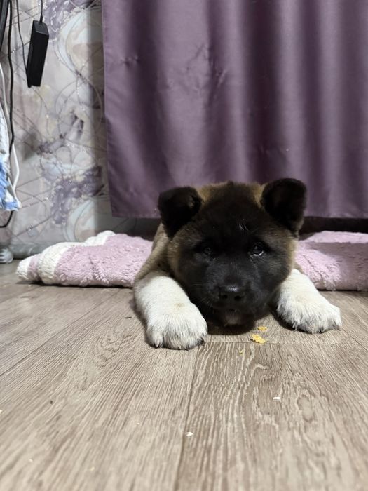 Американская акита