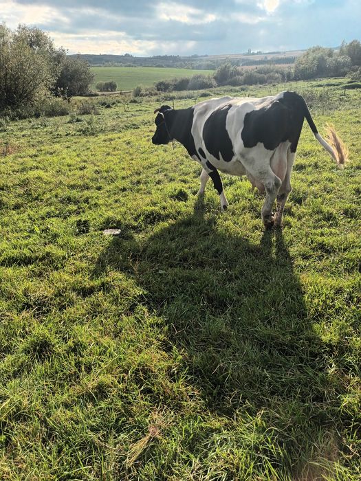 Vând vacă mai multe detalii la telefon
