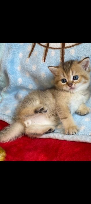 Шотландские чистокровные котята Золотая шиншилла
